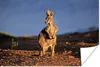 MuchoWow® Poster Känguru - Tier - Sonne - Natur 180x120 cm Produktbild-Vorschau 2