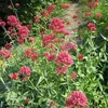 6 x Červenokvetá ostrica - Centranthus ruber 'Coccineus' | Náhľad obrázku produktu 2