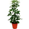 Radiant Aralia Duo - Schefflera - bialo-zielone liscie - Podgląd zdjęcia produktu 2