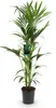 Green boutiQ - Zimmerpflanze - Howea Forsteriana - Produktbild-Vorschau 2
