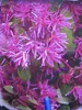 Loropetalum chinense Fire Dance - Riemenblüte Fire Dance Produktbild-Vorschau 1