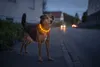 PRECORN LED USB-C Halsband Hund Silikon Hundehalsband Produktbild-Vorschau 3