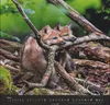 Wandkalender 2027: Wölfe – Beeindruckende Naturfotografie Produktbild-Vorschau 10