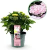 Hortensja Magical Revolution Pink Rosa (Hydrangea Podgląd zdjęcia produktu 1