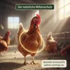 Leimüller Mangime anti-stress per polli contro gli acari 25 Anteprima dell’immagine prodotto 5