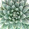 Aloe arristata - ve?ká rastlina v 12 cm hrnci Náhľad obrázku produktu 2