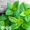 leovet Relax Aromaspray Spray al pino cembro per rilassarsi Anteprima dell’immagine prodotto 4
