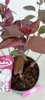 Prunus x cistena, Zierpflaume, 3-Liter-Topf Produktbild-Vorschau 2