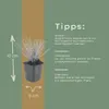 Sesleria autumnalis, graminée ornementale, 60 plants, Ø9cm, Voir les images du produit 5