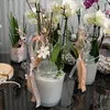 Vase rond en verre décoratif Ø 12 x 11 cm conique, Voir les images du produit 7