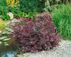 Cotinus coggygria 'Royal Purple', Perückenstrauch, Produktbild-Vorschau 15