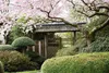 Prunus subhirtella 'Accolade', Zierkirsche, rosa Blüten, Produktbild-Vorschau 7