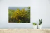 MuchoWow® Poster Blühender Ginster 40x30 cm - Plakate für Produktbild-Vorschau 5