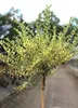 Ligustrum ovalifolium 'Aureum' vysoký stonok 125 - 150 cm Náhľad obrázku produktu 1
