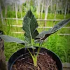 Antoro Velvet (Alocasia 'chienlii')  – 1 hľuza Náhľad obrázku produktu 2