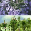 leovet Relax Aromaspray Spray al pino cembro per rilassarsi Anteprima dell’immagine prodotto 5