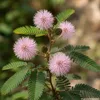 Pflanzensamen, Echte Mimose Produktbild-Vorschau 3