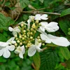 2 x  Schneeball  - Viburnum plicatum 'Summer Snowflake'  | Produktbild-Vorschau 1