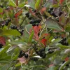 2 x  Černá arónie  - Aronia prunifolia 'Viking'  | 40-60 cm Náhled obrázku produktu 1