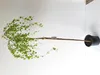 Trauerbirke ‘Youngii’ 160–170 cm – Betula pendula Produktbild-Vorschau 1