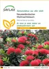 SAFLAX - Neuseeländischer Weihnachtsbaum - 300 Samen - Produktbild-Vorschau 1