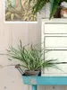 Mica Decorations Dracaena Kunstpflanze im Blumentopf Stan - Produktbild-Vorschau 6