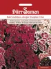 Dürr-Samen - Bartnelke Super Duplex Mix zweijährig 50-60 cm Produktbild-Vorschau 1