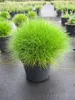 Festuca gautieri Teddybär - Bärenfellgras Teddybär Produktbild-Vorschau 3