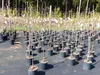 Kakibaum 150 - 180 cm Kakipflaume Pflanze Produktbild-Vorschau 2