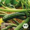 Samenliebe  Zucchini Samen | Diamant - glatte & frühe Sorte Produktbild-Vorschau 4