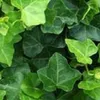 6 x Efeu hibernica - Hedera hibernica | Topf 9cm x 9cm Náhľad obrázku produktu 1