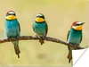 MuchoWow® Poster Vögel - Tiere - Bienenfresser 120x90 cm - Produktbild-Vorschau 1