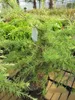 Cedrus deodara Golden Horizon - Himalaya-Zeder Golden Produktbild-Vorschau 1