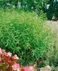 Zitronenverbene, im Topf - Aloysia triphylla Produktbild-Vorschau 12