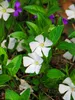 Stauden Gänge 100 x Vinca minor 'Alba' - Weißes Kleines / Produktbild-Vorschau 2