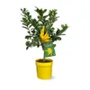 Main de bouddha - agrume méditerranéen - arbre fruitier - ↕ Voir les images du produit 1