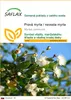 SAFLAX - Pravá myrta / nevesta myrta - Myrtus communis - 30 Náhľad obrázku produktu 1