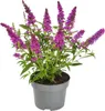Sommerflieder, Schmetterlingsflieder Mix Buddleja davidii Produktbild-Vorschau 2