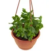 A green succulent plant in a brown hanging pot. Produktbild-Vorschau