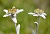 SAFLAX - Edelweiss - Leontopodium alpinum - 500 Samen Produktbild-Vorschau 5