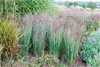 Stauden Gänge 1 x Panicum virgatum 'Heiliger Hain' im 1 Produktbild-Vorschau 1