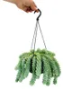 Sedum morganianum 'Burrito' – Affenschaukel – 14 cm Produktbild-Vorschau 2