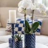 Sada Kolibri Orchids s bílou orchidejí Amabilis a Náhled obrázku produktu 2