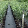 Weißer Klarapfel Apfelbaum - Buschbaum Topfballen Produktbild-Vorschau 3