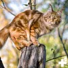 REAVET Vitamin Komplex 50g, B Vitamine Katze, Vitamine Produktbild-Vorschau 7