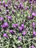 6 x Lavandula stoechas 'Pedunculata' - lavande en pot 9 x 9 Voir les images du produit 2