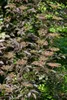 Sambucus nigra, Schwarzer Holunder, 40–60 cm Produktbild-Vorschau 6