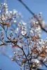 Close-up of white flowers and brown leaves on branches against a blue sky. Produktbild-Vorschau