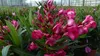 Oleander Busch 65 cm Nerium Rosenlorbeer Premium rot oder Produktbild-Vorschau 6