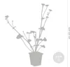 Bloomique - Caltha palustris - Kaczeńce błotne - Rośliny do Podgląd zdjęcia produktu 3
